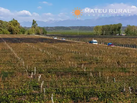 Campo en Venta en Ugarteche, Luján de Cuyo