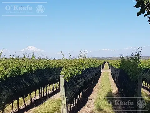 Campo en Venta en Mendoza, Capital