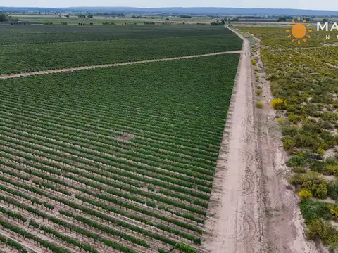 Campo en Venta en Ugarteche, Luján de Cuyo