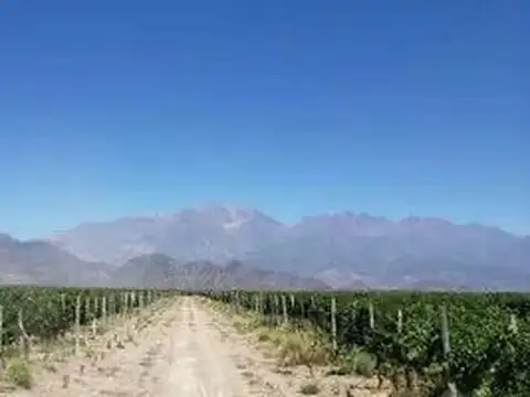 Campo en Venta en San Carlos, Mendoza