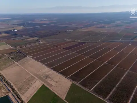 Campo en Venta en Agrelo, Luján de Cuyo