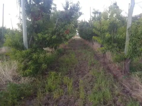 Quinta en Venta en Rama Caida, San Rafael