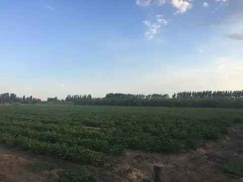 Quinta en Venta en General Alvear, Mendoza