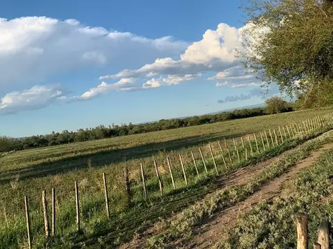 Campo en Venta en Villa Dolores, San Javier