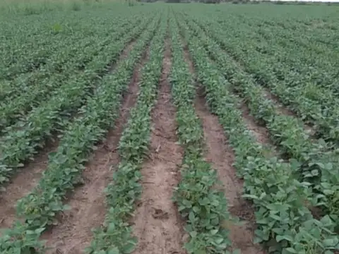 Campo en Venta en Las Arrias, Tulumba