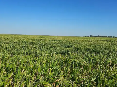 Campo en Venta en General Soler, Río Cuarto
