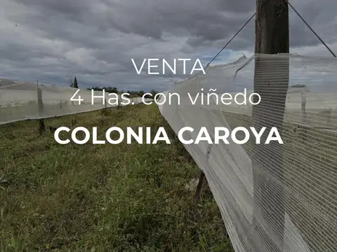 Quinta en Venta en Colonia Caroya, Colón