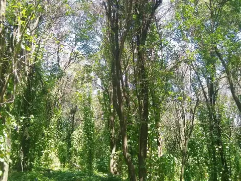 Campo en Venta en Rio Ceballos, Colón