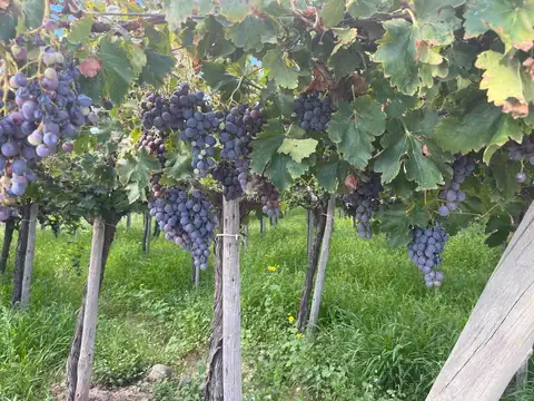 Campo en Venta en Chapanay, San Martín