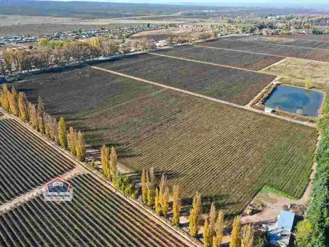 Campo en Venta en Agrelo, Luján de Cuyo
