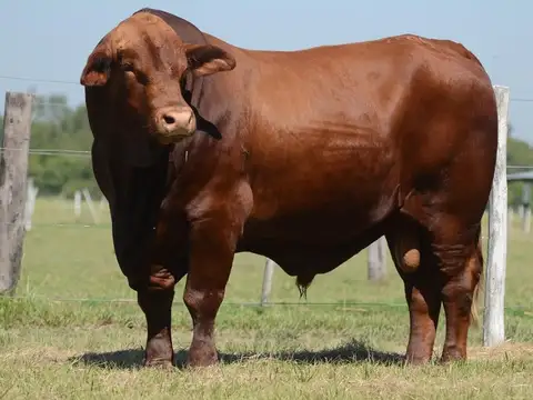 Campo en Venta en Villa Minetti, 9 de Julio