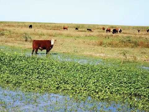 Campo en Venta en La Gallareta, Vera
