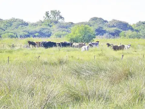 Campo en Venta en San Genaro, San Jerónimo
