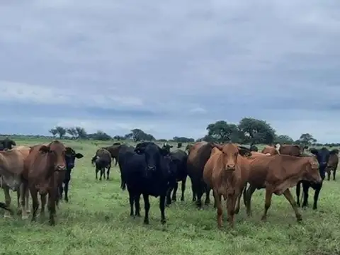 Campo en Venta en Logroño, 9 de Julio