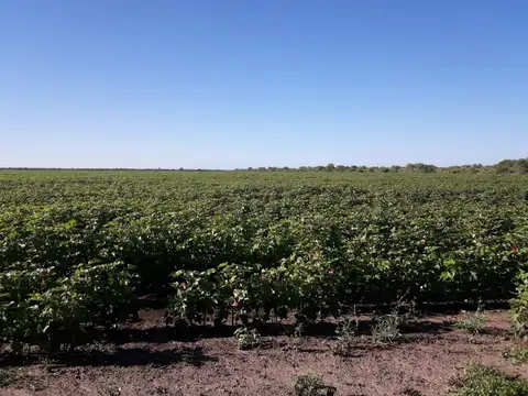 Campo en Venta en Tostado, 9 de Julio