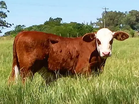 Campo en Venta en Logroño, 9 de Julio