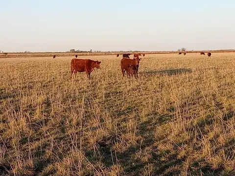 Campo en Venta en San Jose de la Esquina, Caseros
