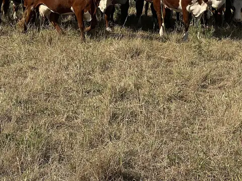 Campo en Venta en Cepeda, Constitución