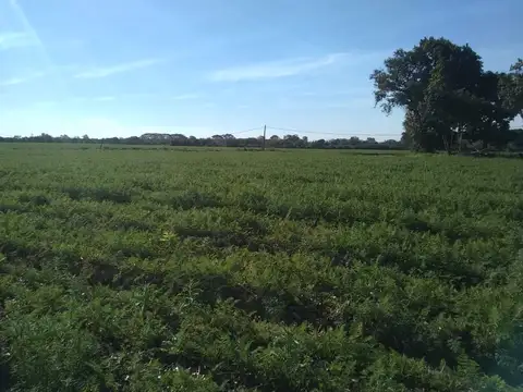 Campo en Venta en Campo del Medio, Garay