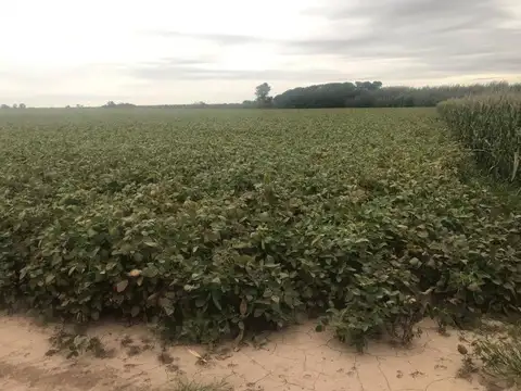 Campo en Venta en Cepeda, Constitución
