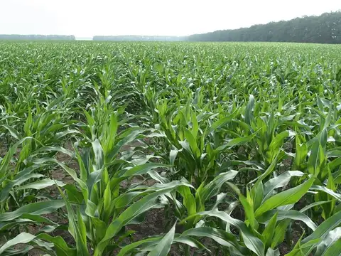 Campo en Venta en Pujato, San Lorenzo