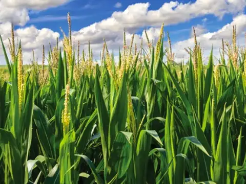 Campo en Venta en Rosario, Santa Fe