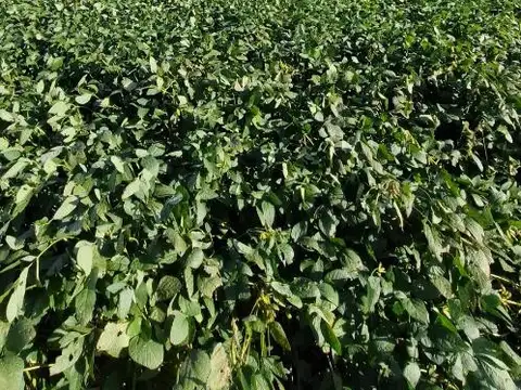 Campo en Venta en Theobald, Constitución