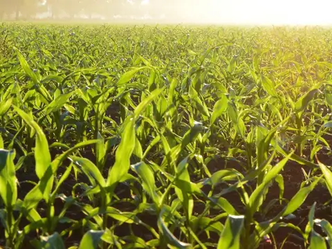 Campo en Venta en Rosario, Santa Fe