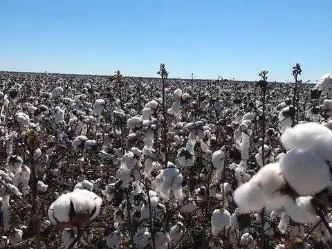 Campo en Venta en Logroño, 9 de Julio