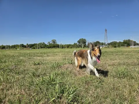 Terreno en Venta en Ibarlucea, Rosario