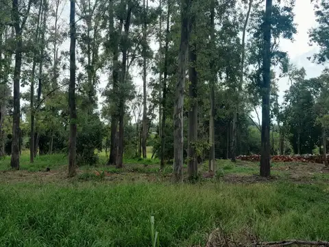 Terreno en Venta en Oliveros, Iriondo