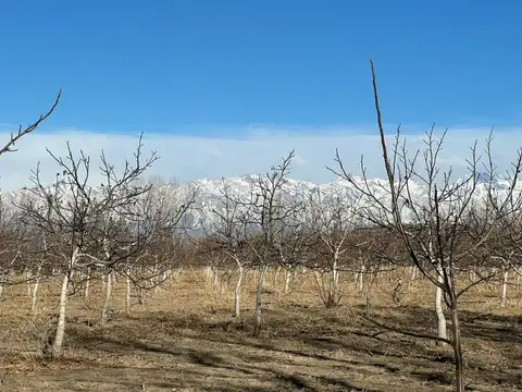Campo en Venta en San José de Tupungato, Tupungato