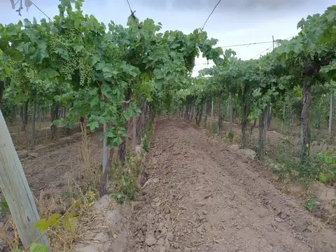 Campo en Venta en Carpintería, Pocito