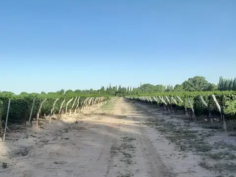 Campo en Venta en Medrano, Rivadavia