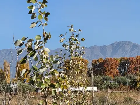 Terreno en Venta en Perdriel, Luján de Cuyo