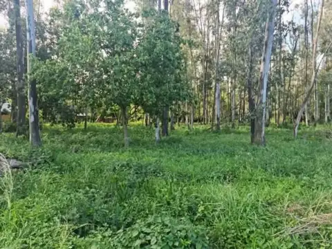 Terreno en Venta en Andino, Iriondo