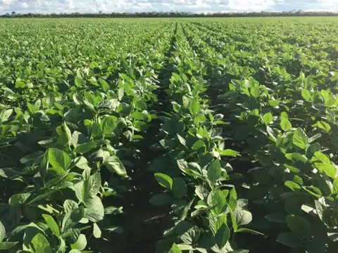 Campo en Venta en Ramallo, Partido de Ramallo