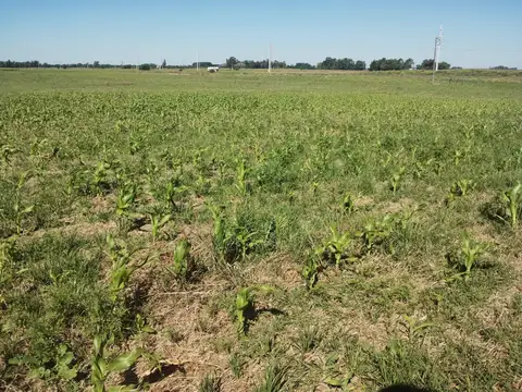 Campo en Alquiler en Bolivar, Partido de Bolívar