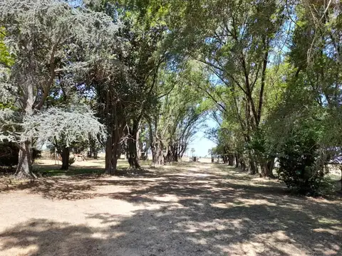Campo en Alquiler en Villa Lia, Partido de San Antonio de Areco