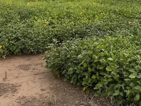 Campo en Venta en San Pedro, Partido de San Pedro