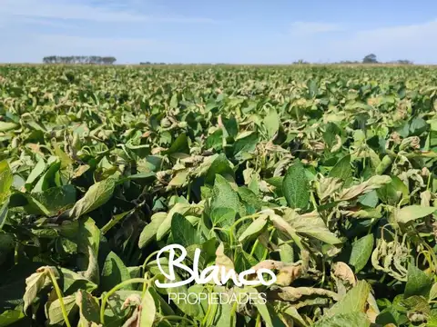 Campo en Venta en Balcarce, Partido de Balcarce