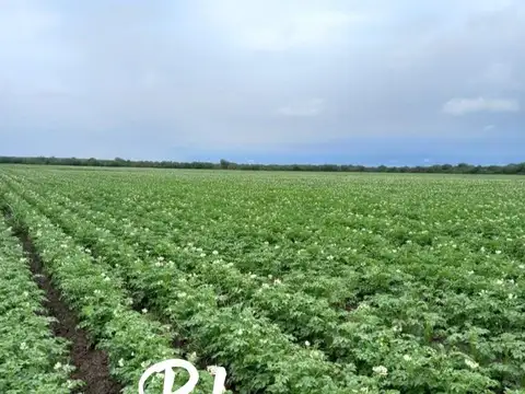 Campo en Venta en Balcarce, Partido de Balcarce
