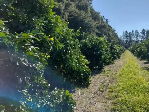 Campo en Venta en Rio Tala, Partido de San Pedro