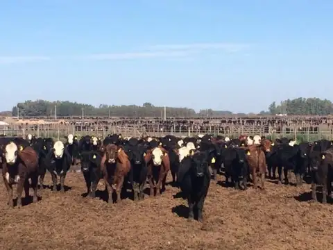 Campo en Venta en Dolores, Partido de Dolores