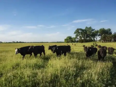 Campo en Venta en Azul, Partido de Azul