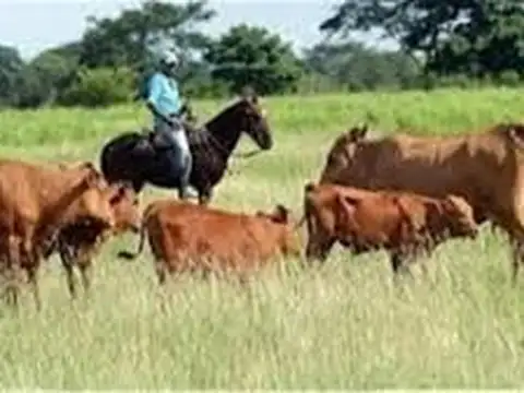 Campo en Venta en Camarón Chico, Partido de Pila