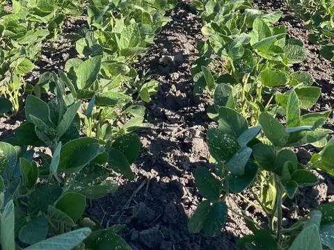 Campo en Venta en Roque Perez, Partido de Roque Pérez