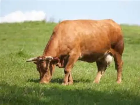Campo en Venta en Coronel Brandsen, Partido de Brandsen