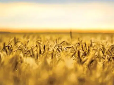 Campo en Venta en Lincoln, Partido de Lincoln