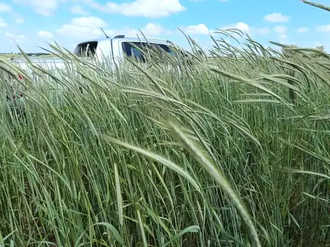Campo en Venta en Baradero, Partido de Baradero
